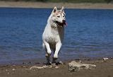 SIBERIAN HUSKY 621
